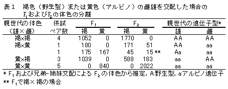 表1 褐色(野生型)または黄色(アルビノ)の雌雄を交配した場合のF1およびF2の体色の分離