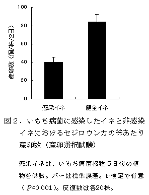 図2.いもち病菌に感染したイネと非感染イネにおけるセジロウンカの株あたり産卵数