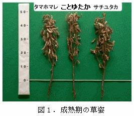 図1.成熟期の草姿