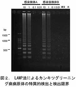 図2. LAMP法によるカンキツグリーニング病病原体の特異的検出と検出限界