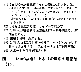 図3. AzurB染色によるLAMP反応の増幅確認法