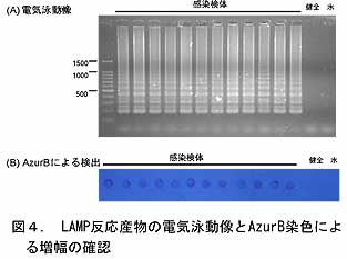 図4. LAMP反応産物の電気泳動像とAzurB染色による増幅の確認