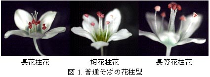 図1. 普通そばの花柱型