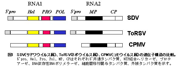 図1 SDV(サドワウイルス属)、ToRSV(ネポウイルス属)、CPMV(コモウイルス属)の遺伝子構造の比較