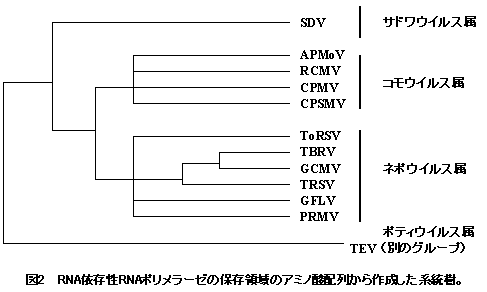 図2 RNA依存性RNAポリメラーゼの保存領域のアミノ酸配列から作成した系統樹。