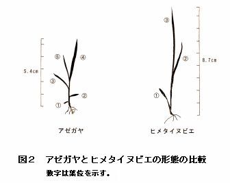 図2 アゼガヤとヒメタイヌビエの形態の比較