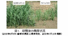 図1.収穫後の萌芽状況