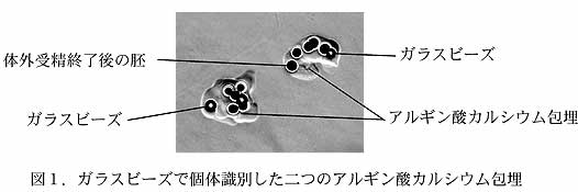 ガラスビーズで個体識別した二つのアルギン酸カルシウム包埋