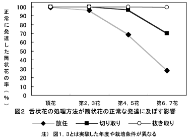 図2 舌状花の処理方法が筒状花の正常な発達に及ぼす影響