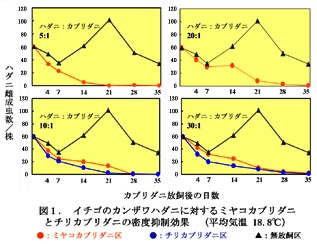 図1 イチゴのカンザワハダニに対するミヤコカブリダニとチリカブリダニの密度抑制効果