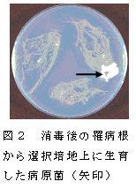 図2 間口6mハウス奥部における耕転順序、窪み、深耕の位置と深さの調査事例