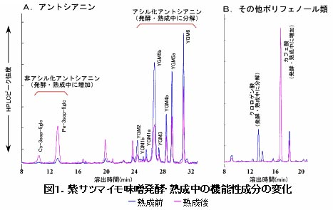 図1.紫サツマイモ味噌発酵・熟成中の機能性成分の変化