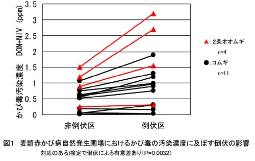 図1 麦類赤かび病自然発生圃場におけるかび毒の汚染濃度の及ぼす倒伏の影響