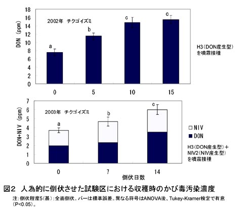 図2 人為的に倒伏させた試験区における収穫時のかび毒汚染濃度