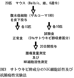 図3 サトウキビ酢成分のNK細胞活性及び抗腫瘍性実験法