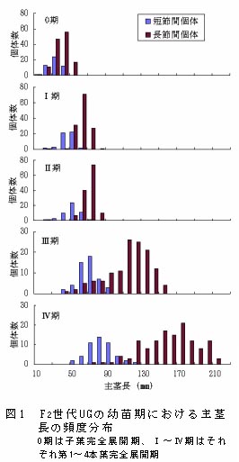 図1 F2世代UGの幼苗期における主茎長の頻度分布
