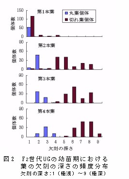 図2 F2世代UGの幼苗期における葉の欠刻の深さの頻度分布