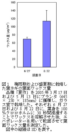 図1 梅雨期および盛夏期に栽培した葉ネギの葉面ワックス量