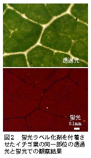 図2 蛍光ラベル化剤を付着させたイチゴ葉の同一部位の透過光と蛍光での観察結果