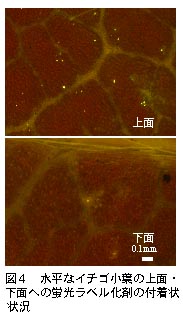 図4 水平なイチゴ小葉の上面・下面への蛍光ラベル化剤の付着状況