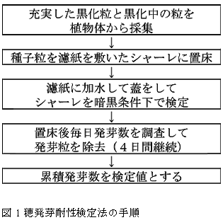 図1 穂発芽耐性検定法の手順