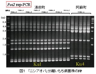 図1 「ニシアオバ」分離いもち病菌株のFP
