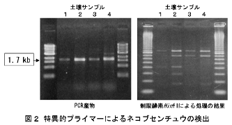 図2 特異的プライマーによるネコブセンチュウの検出