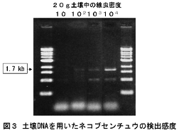 図3 土壌DNAを用いたネコブセンチュウの検出感度