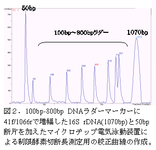図2.100bp-800bp DNAラダーマーカーに41f/1066rで増幅した16S rDNA(1070bp)と50bp断片を加えたマイクロチップ電気泳動装置による制限酵素切断長測定用の校正曲線の作成。