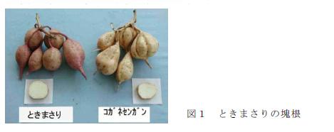 図1 ときまさりの塊根