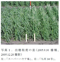 写真1 . 出穂程度の差( 2005.9.30 播種、2005.12.20 撮影)