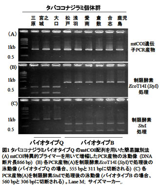 図1 タバココナジラミバイオタイプQ のmtCOI配列を用いた簡易識別法