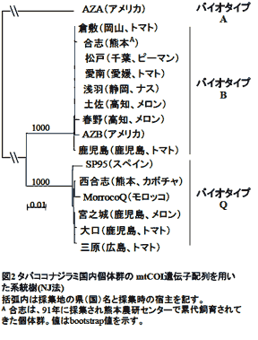 図2 タバココナジラミ国内個体群のmtCOI遺伝子配列を用いた系統樹(NJ法)