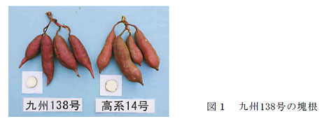図1 九州138号の塊根