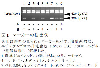 図1 マーカーの検出例