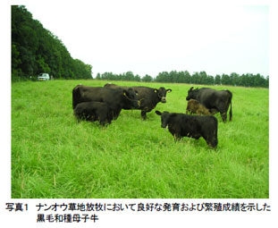 写真1 ナンオウ草地放牧において良好な発育および繁殖成績を示した黒毛和種母子牛
