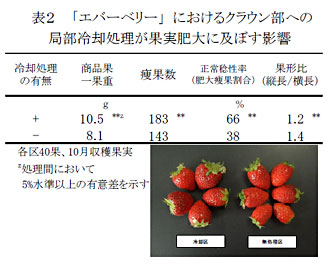 表2 「エバーベリー」におけるクラウン部への局部冷却処理が果実肥大に及ぼす影響