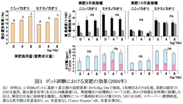 図1 ポット試験における実肥の効果(2004年)