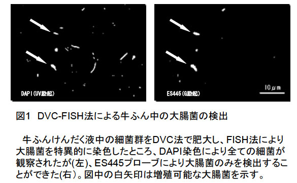 図1 DVC-FISH法による牛ふん中の大腸菌の検出