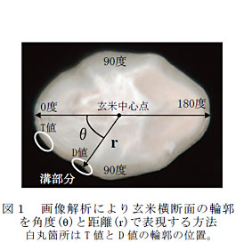 図1 画像解析により玄米横断面の輪郭を角度(θ)と距離(r)で表現する方法白丸箇所はT値とD値の輪郭の位置。