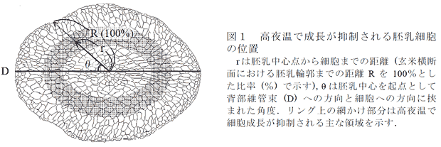 図1 高夜温で成長が抑制される胚乳細胞の位置