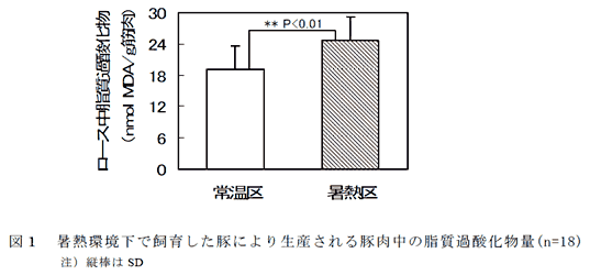 図1 暑熱環境下で飼育した豚により生産される豚肉中の脂質過酸化物量(n=18)