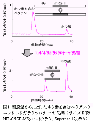 図1 細胞壁から抽出したホウ素を含むペクチンのエンドポリガラクツロナーゼ処理