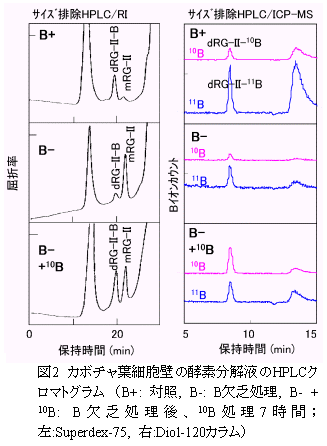 図2 カボチャ葉細胞壁の酵素分解液のHPLCクロマトグラム