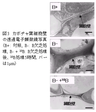 図3 カボチャ葉細胞壁の透過電子顕微鏡写真