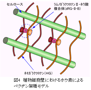 図4 植物細胞壁におけるホウ素によるペクチン架橋モデル
