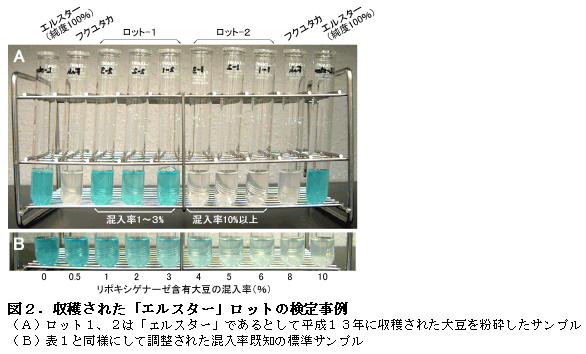 図2.収穫された「エルスター」ロットの検定事例
