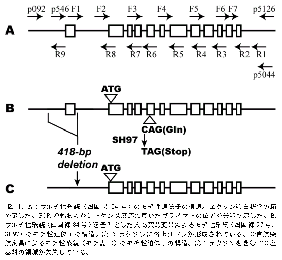 図1.A:ウルチ性系統(四国裸84 号)のモチ性遺伝子の構造。