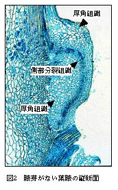 図2.腋芽がない葉腋の縦断面