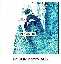 図3.腋芽のある葉腋の縦断面